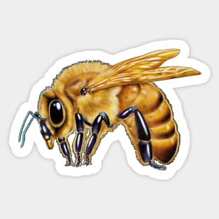 Honey Bee Sticker